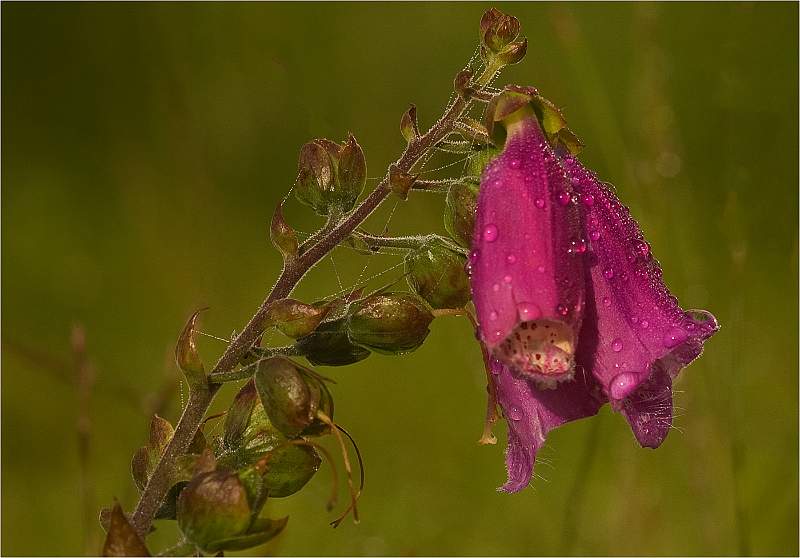 Peter Cox - Autumn Penstemon.jpg